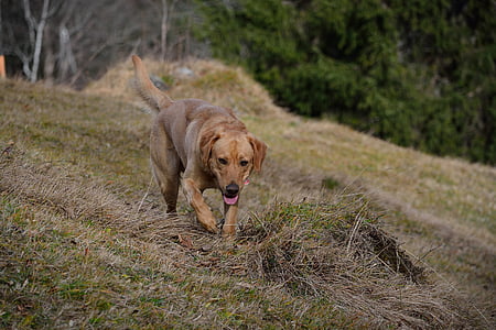 dog, labrador, in motion, meadow, dog on meadow, pet, bright coat