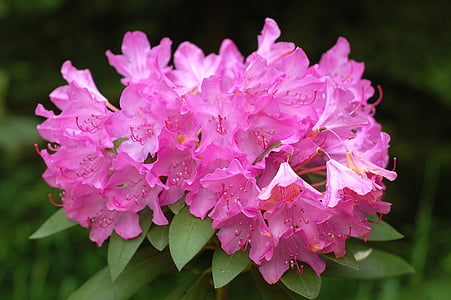 lill, Rhododendron, roosa, õis, Aed, loodus