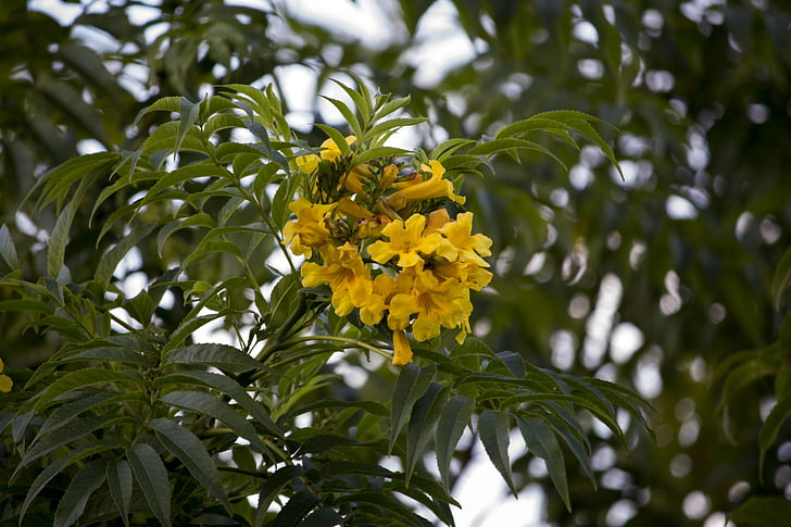 Keltaiset kukat, Pau brasil, puu flrída, Luonto, oksia, Metsä, keltainen