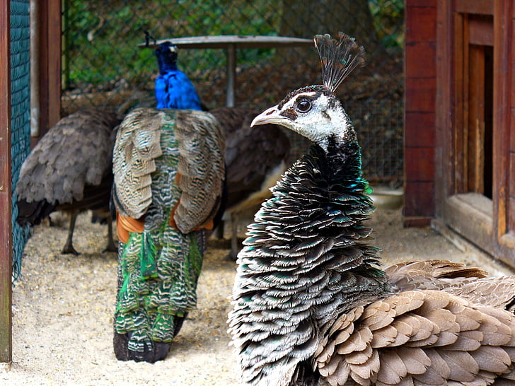 Pav, ptica, pero, blizu, barva, Iridiscentna, Peacock feather