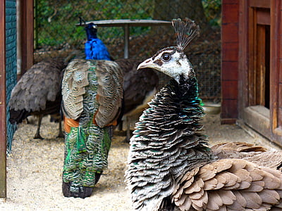 Peacock, con chim, lông vũ, đóng, màu sắc, óng ánh, Peacock lông