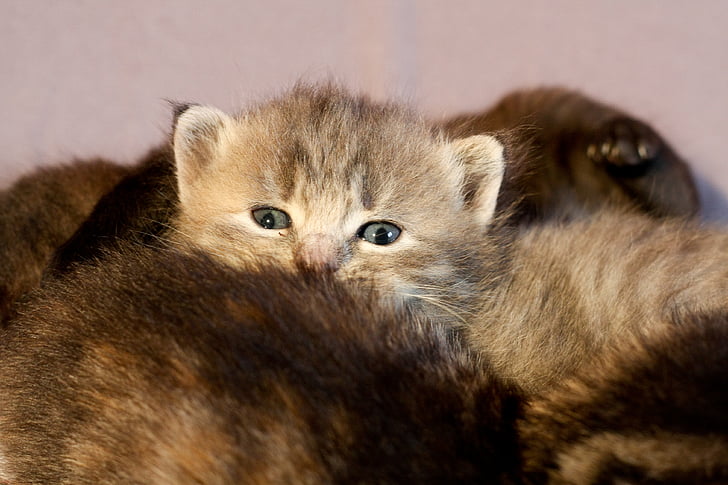 Kitten, kat, haar, binnenlandse kat, huisdieren, dier, schattig