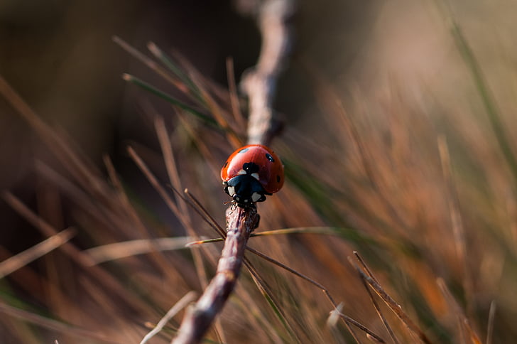 blur, bug-ul, Close-up, colorat, pline de culoare, insectă, Ladybug