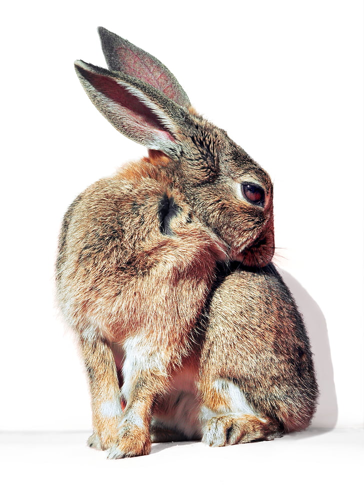 tavşan, tavşan, tedavi, evde beslenen hayvan, yaban hayatı, sevimli, kabarık