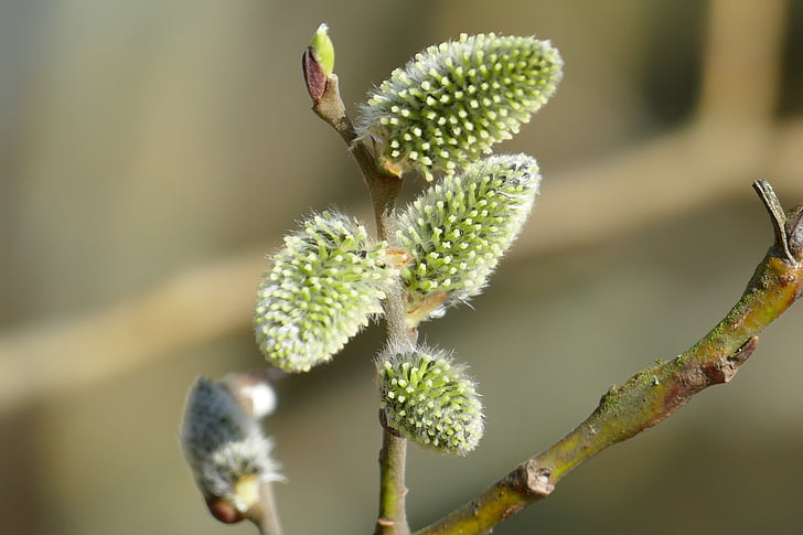 Pussy willow, Príroda, skoro kvitnúce, jarné prebudenie, známky jari, rastlín, jar