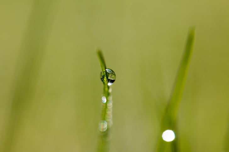 drip, dew, dewdrop, drop of water, morgentau, water, grass