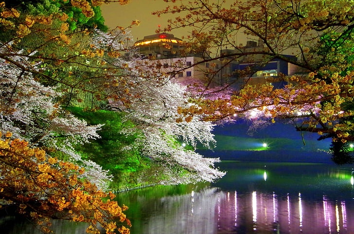 Chidorigafuchi, kwiaty wiśni, wiosna, Japonia, Zamek, wiśnia, wgląd nocy