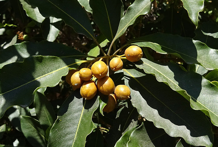 Berry, cherry Español, níspero, madera de la bala, elengi de Mimusops, árbol de hoja perenne, árbol