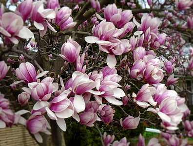 Magnolia, drzewo, wiosna, kwiat, Bloom, Kwitnienie, różowy