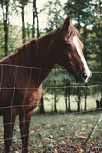 animal, equine, grass, horse, mane, outdoors, pasture