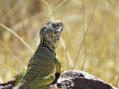 reptil, Lagarto, amarillo, flora y fauna, desierto, Nuevo México
