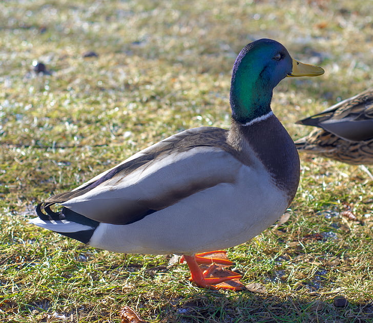 duck, nature, natural, wildlife, bird, animal