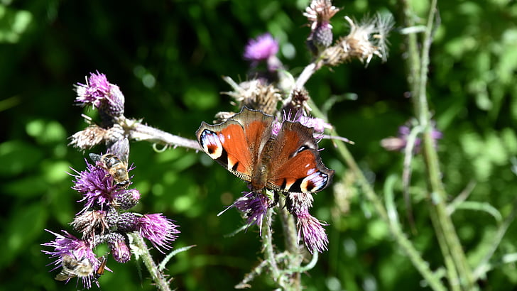 papallona, insecte, macro, natura, fons verd, Card, cua d'Oreneta