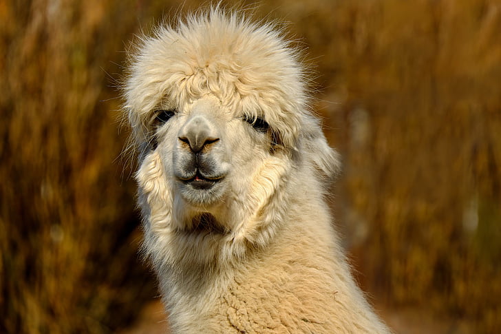 alpaca, animal, creature, fur, cream white, wool, fluffy
