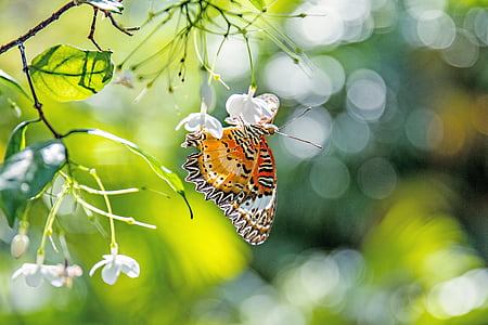 mariposa, bokeh, flores, insectos, mariposa - insecto, naturaleza, animal