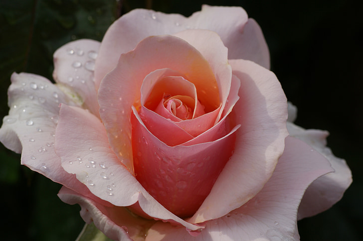 λουλούδι, τριαντάφυλλο, ροζ, άνθος, άνθιση, αυξήθηκε ανθίζουν, φυτό