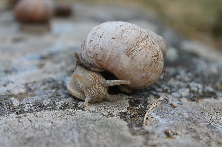 snail, big, nature, shell, slimy, slow, slug
