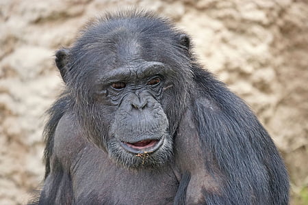 ximpanzé, mamífer, perillós, vida silvestre, animal, primats, Àfrica