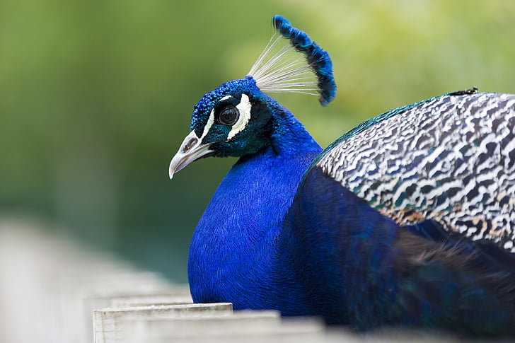 Peacock, Linnut, sininen, eläimet, eläinten, lintu, höyhenet
