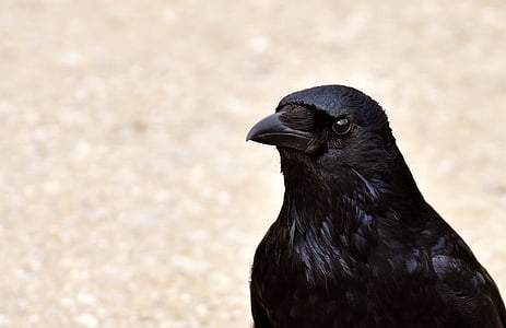 crow, raven, bird, black, raven bird, feather, animal