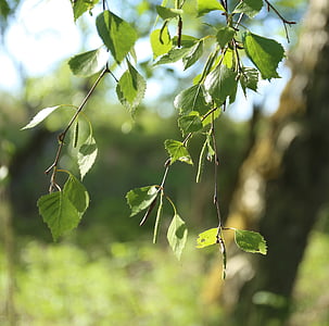 Birk, blad, træ, björkhänge, sommer, grøn, natur