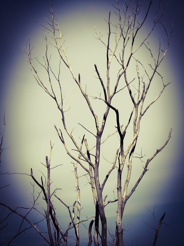 arbre, por, fosc, horror, refrigeració, embruixada, aterridor