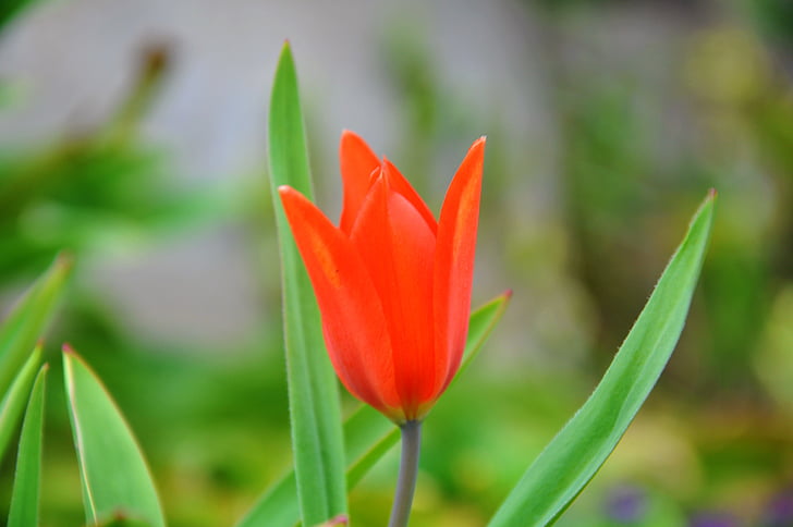 Nykštukas tulpė, gėlė, pavasarį