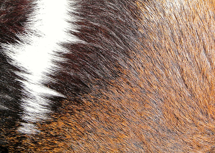 fur, brown, texture, background, pride, backgrounds, animal