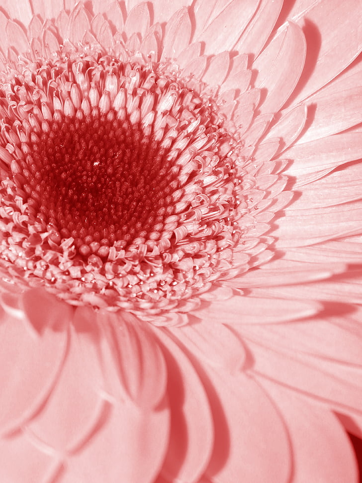 vaaleanpunainen, kukka, Daisy, mutisioideae, Gerbera, Luonto, Bloom
