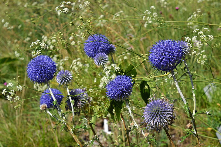 Ruszin kugeldistel, Szúrbozót ritro, Fészkesek (Asteraceae), kék, kompozitok, bogáncs, virágok