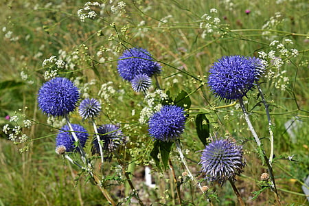 Venäjän kugeldistel, echinops ritro, Asteraceae, sininen, komposiitit, Thistle, kukat