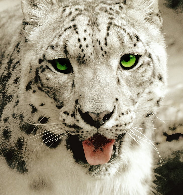 Leopard, snow leopard, ounce, dieren in het wild, carnivoor, groene ogen, Portret