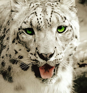 Леопард, Снежный барс, унция, Дикая природа, Хищник, зеленые глаза, Портрет