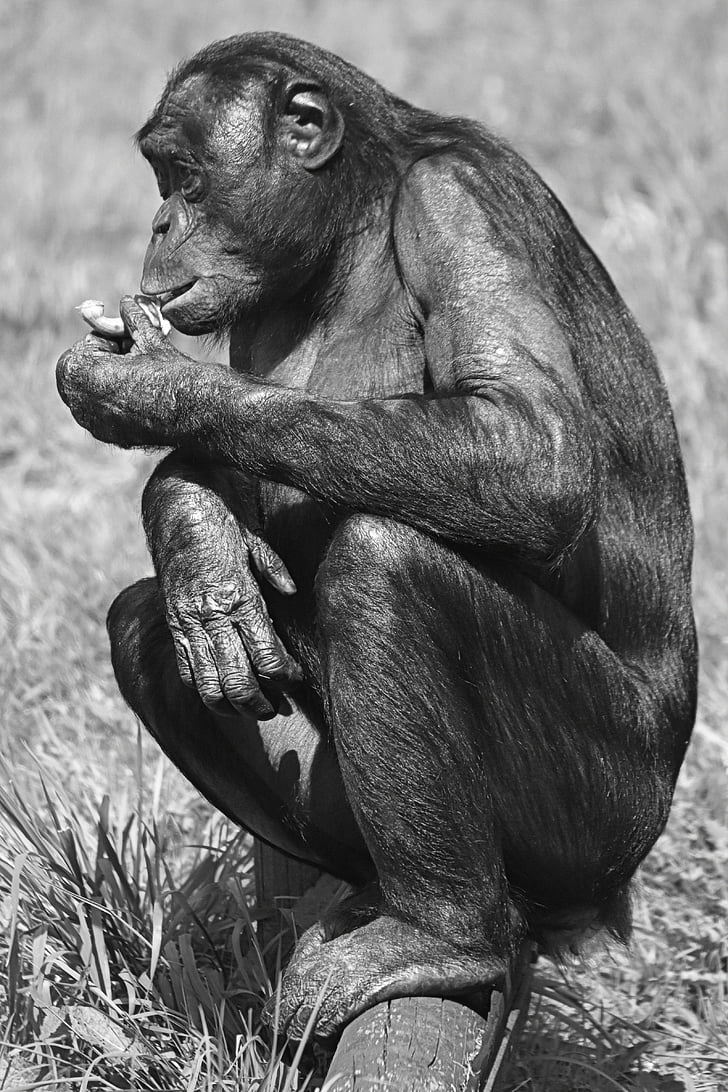 abe, Bonobo, Great ape, dyr, pattedyr, animalske dyreliv, primat