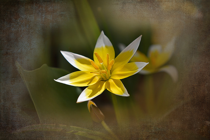 pequena estrela tulip, Star tulip, flor, flor, flor, amarelo-branco, flor de primavera