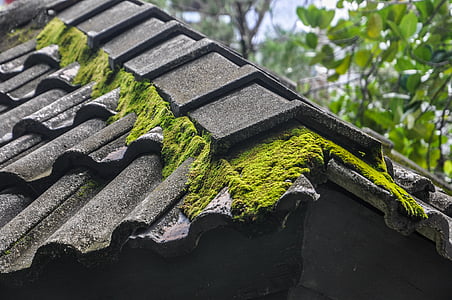moss, roof, moss on the roof, building, plants, green, grey