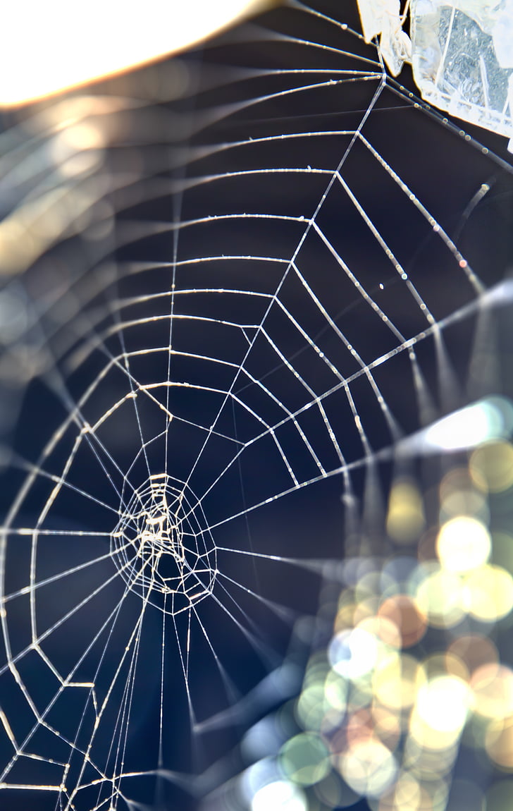 web, nature, macro, spider-web, spiderweb, net, shine