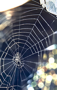 Web, nature, macro, toile d’araignée, toile d’araignée, NET, Shine