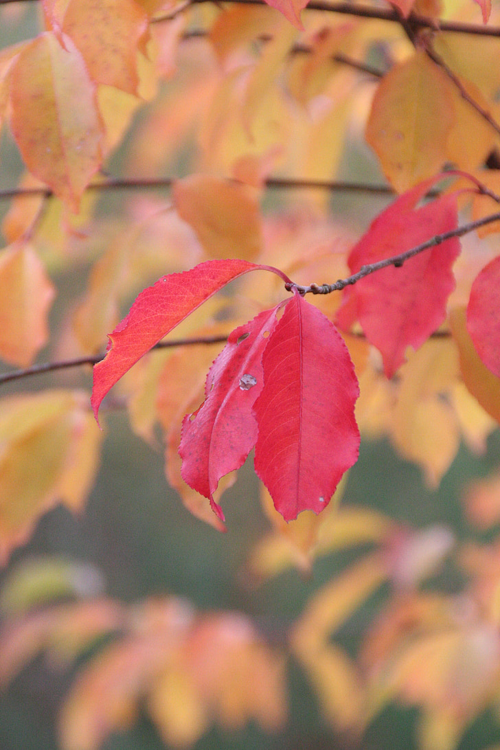 musim gugur, daun, dedaunan jatuh, daun di musim gugur, warna-warni, merah, kuning
