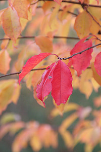 høst, blader, fallet løvverk, blader om høsten, fargerike, rød, gul
