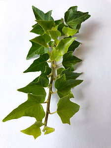 ivy, macro, green, leaf, foliage, leaves