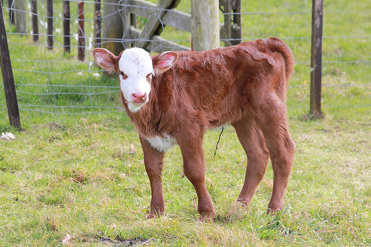 calf, farm, cattle