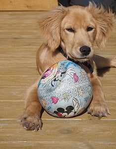 ลูกสุนัข, สุนัข, ลูกบอล, เล่น, หวาน, ขี้เล่น, ไฮบริดสลี