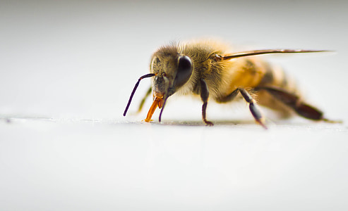 bee, macro, insect