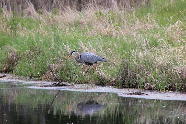 great blue heron, bird, reflection, wildlife, heron, water, pond