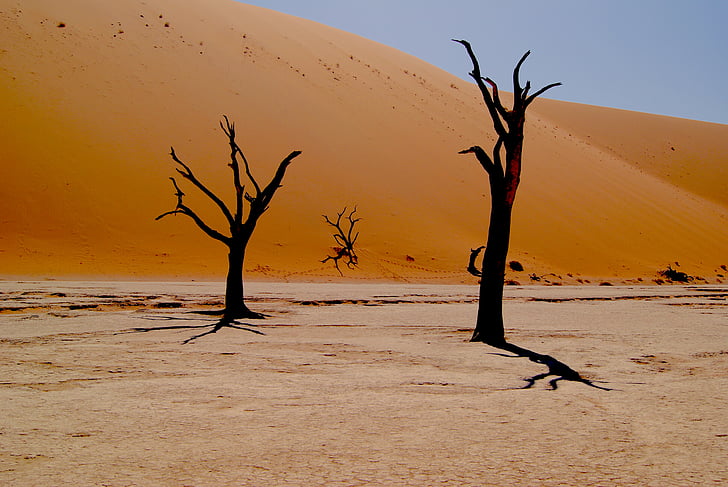 nature, desert, trees, without, leaves, trees without leaves, sand