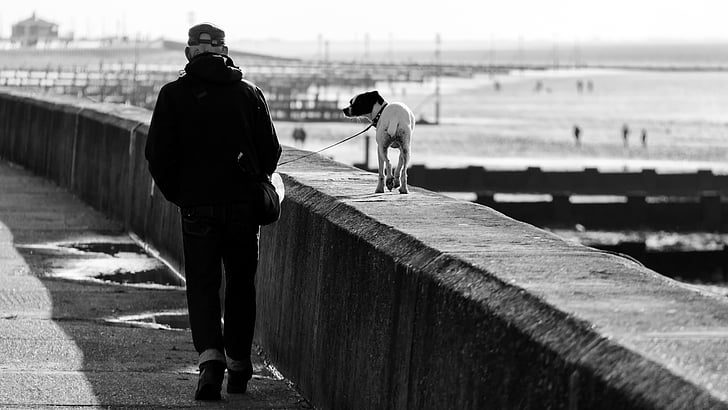 a peu, gos, al costat del mar, Hunstanton, gos caminar, animal de companyia, gos caminar