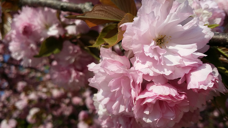 pavasarį, gėlės, vyšnių gėlės, šviesus, rožinė, gėlių medis
