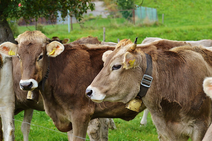 tehén, Allgäu, tehenek, cuki, kérődző, tejelő szarvasmarha, legelő