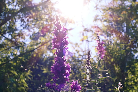 макрос, Фотографія, фіолетовий, квіти, денний час, Sunshine, квітка
